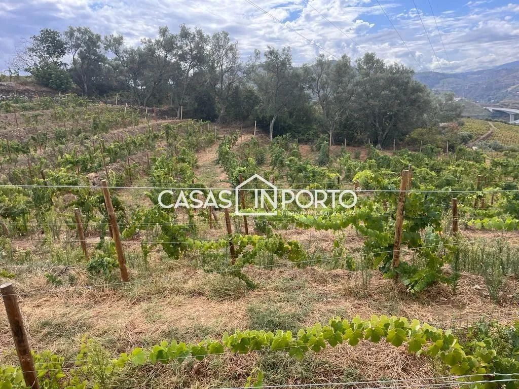 Aed - Luxury Farmhouse with Vineyard in Peso da Régua