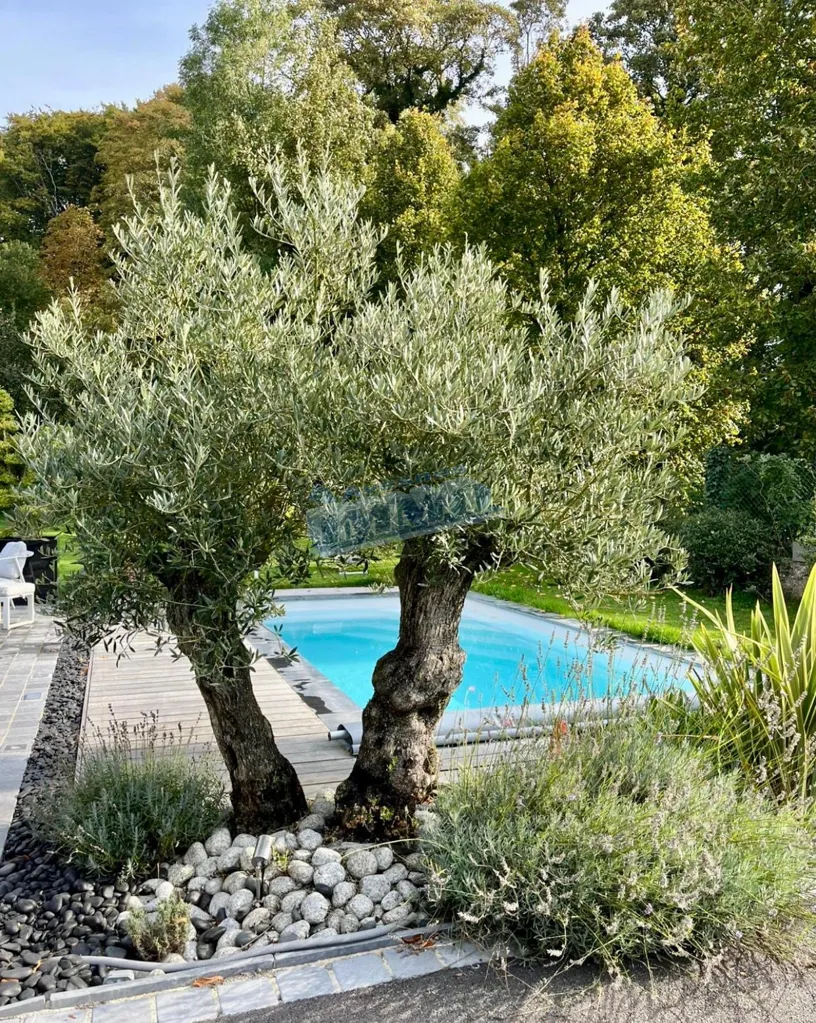 Piscine - Maison de Campagne avec Piscine Chauffée à Heuchin