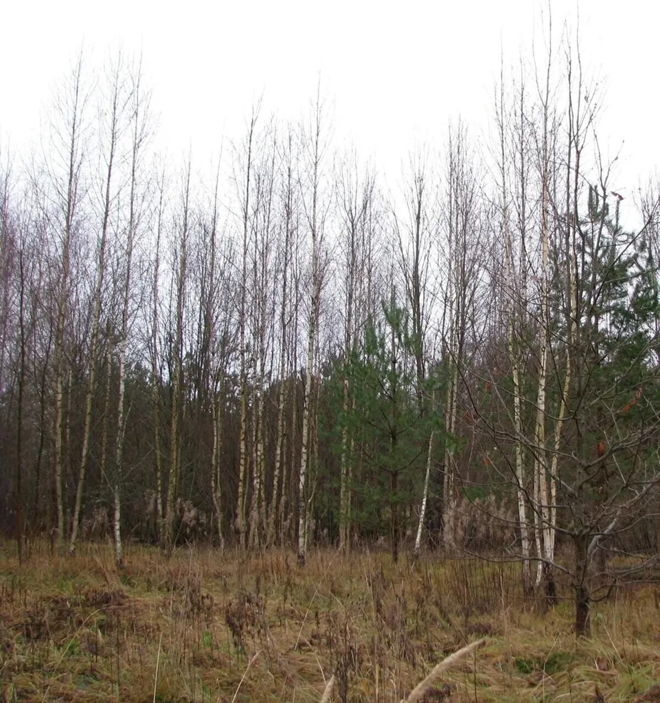 Jardin - Beautifully Located Plot with Development Potential in Estonia