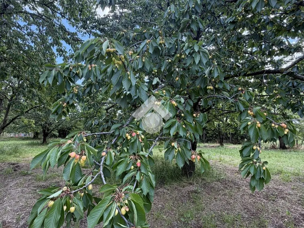Jardin - Agricultural Land with Cherry Trees in Cervinara