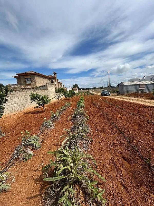 Jardin - Chiclanan Chalet Plot with Pool on La Playa Road