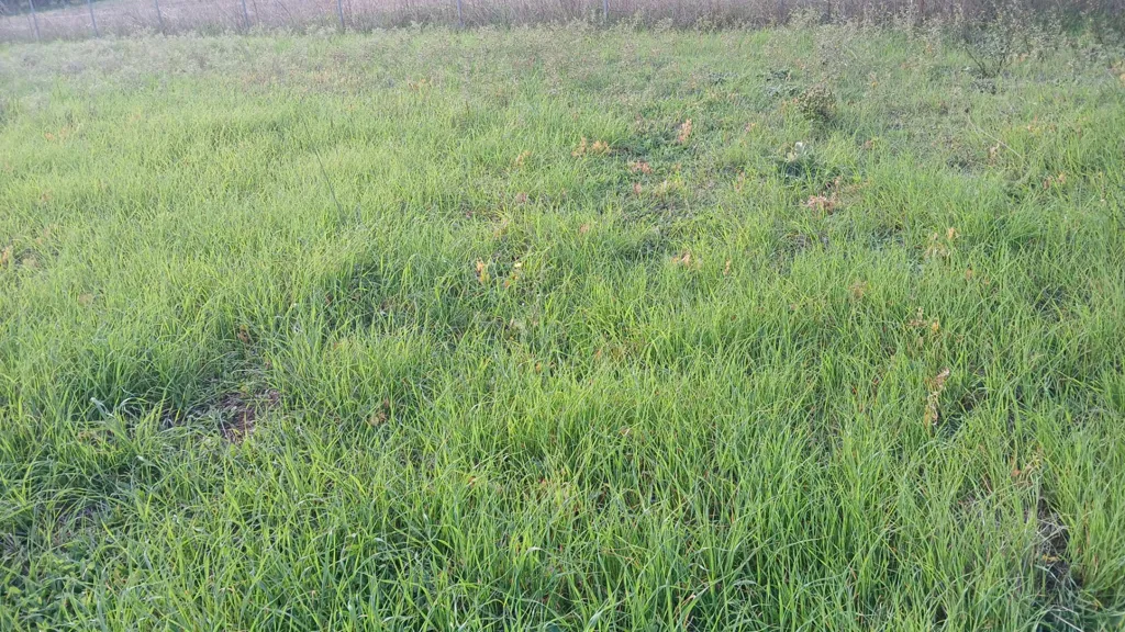 Garden - Buildable Plot with Sea Proximity in Kalives