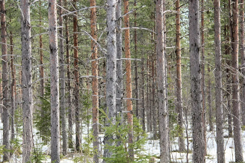 Forest Farm with Hunting in Kangos