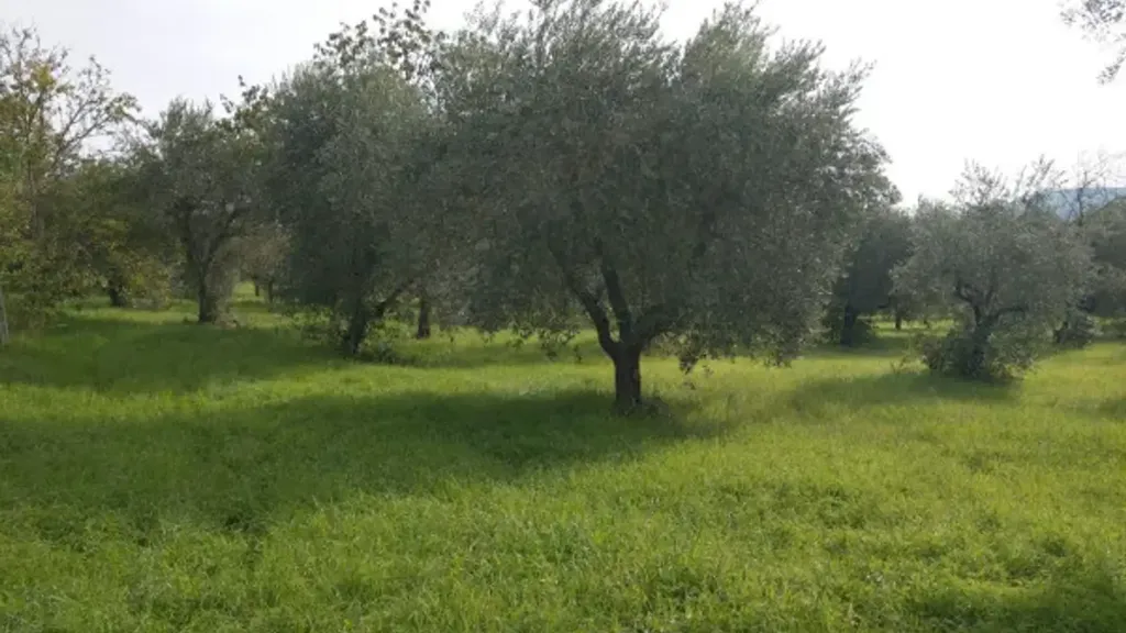 Jardin - Rustic Casale with Olive Grove in Castel Madama
