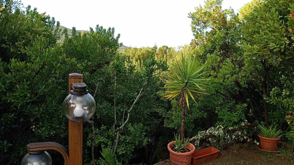 Jardin - Villa with Garden in Punta Ala