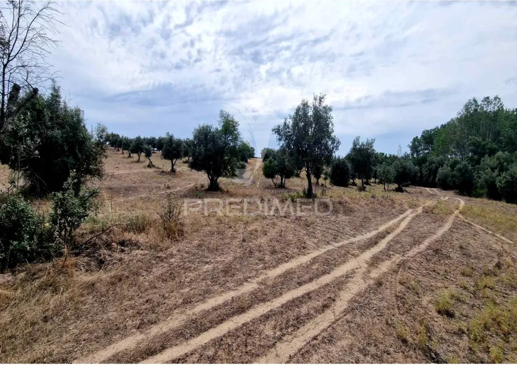 Jardin - Rustic Land with Olive Trees in Vale Sobrigo