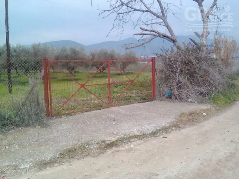 Aed - 4-Acre Olive Grove in Skaftidaki, Argos