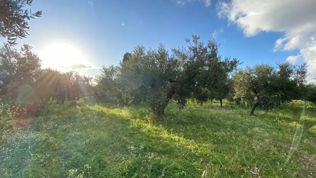 Aed - Olive Grove with Nocellara del Belice, Castelvetrano