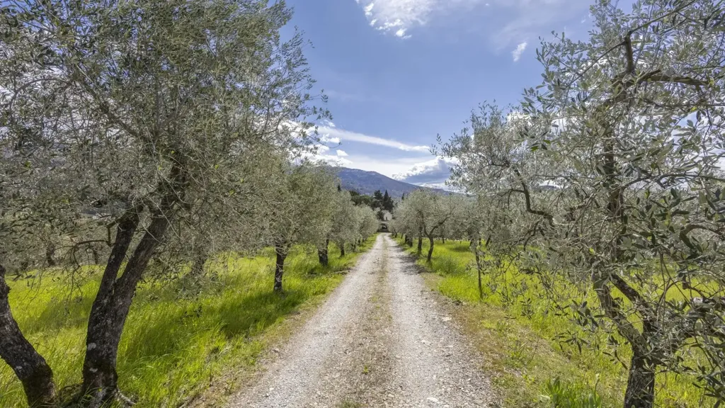 Jardin - Tuscan Cascina with Olive Grove in Pelago