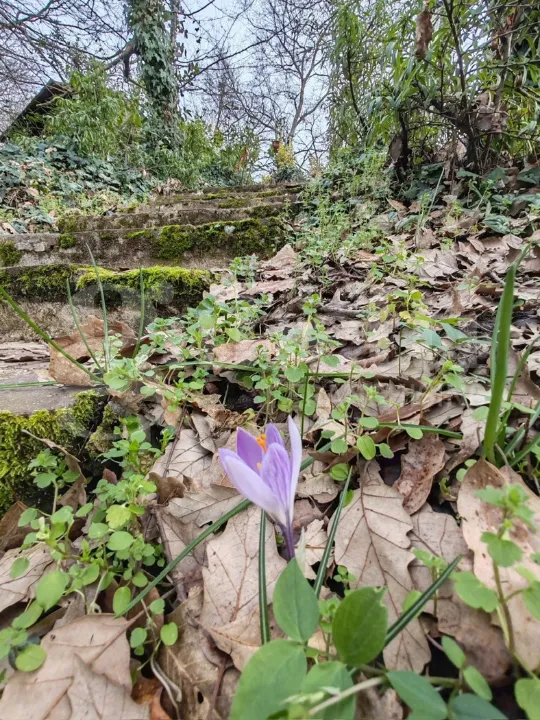 Aed - Rustic House with Garden in Collesalvetti
