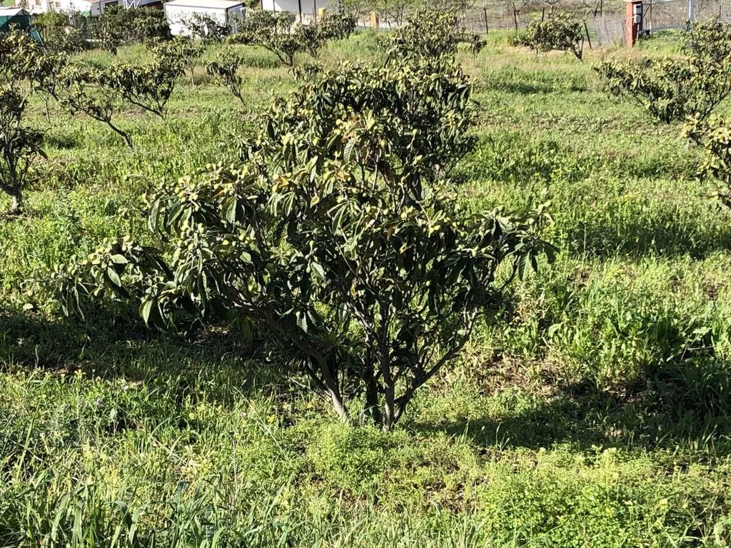 Jardin - Rustic Plot with Fruit Trees in Estepona