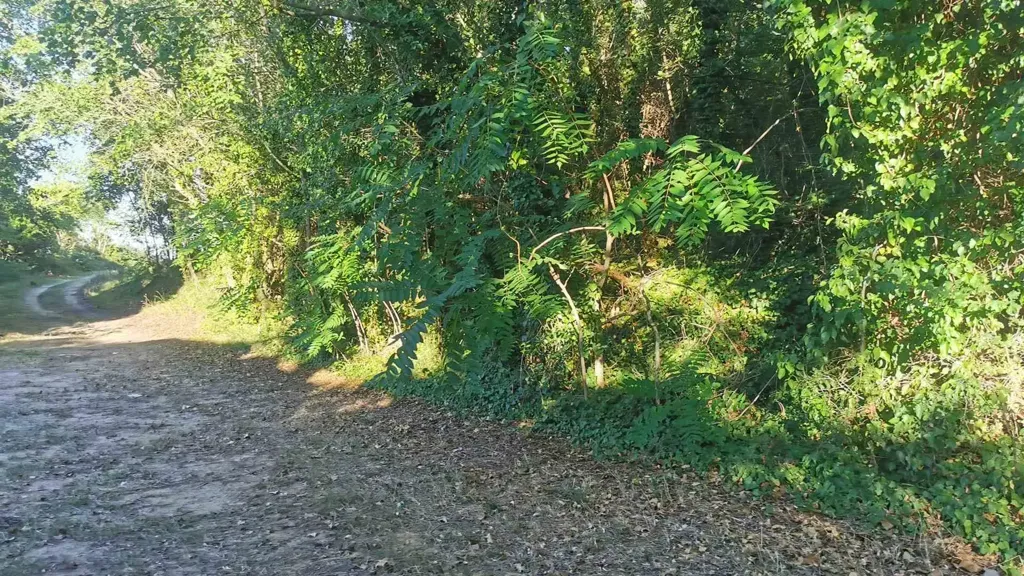 Jardin - Rustic Farmhouse with Sea View in Civitanova Alta