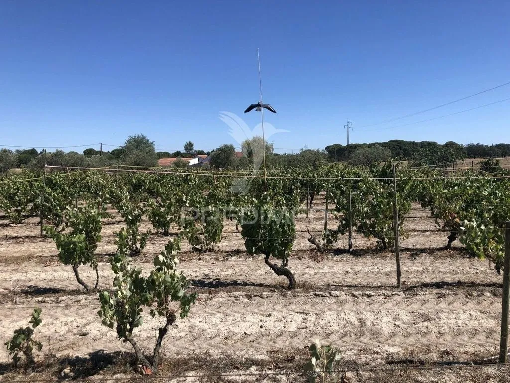 Jardin - Luxury Villa with Vineyard in Grândola