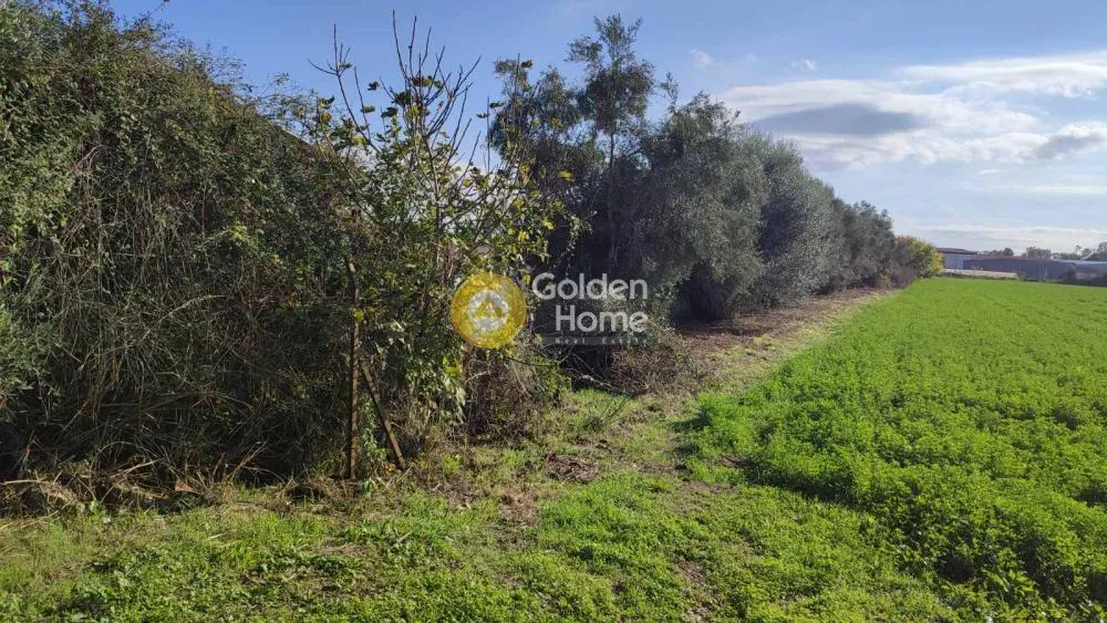 Garden - Agricultural Plot with Olive Trees in Gastouni Centre