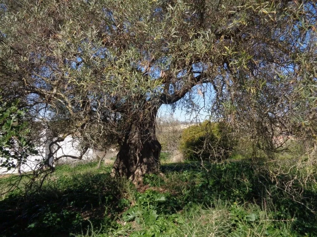 Jardin - Rustic House with Land in Vale Judeu, Loulé