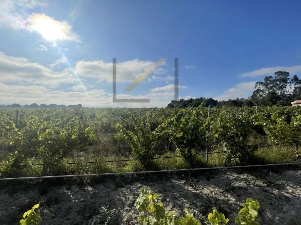 Garden - Vineyard with Production in Palmela