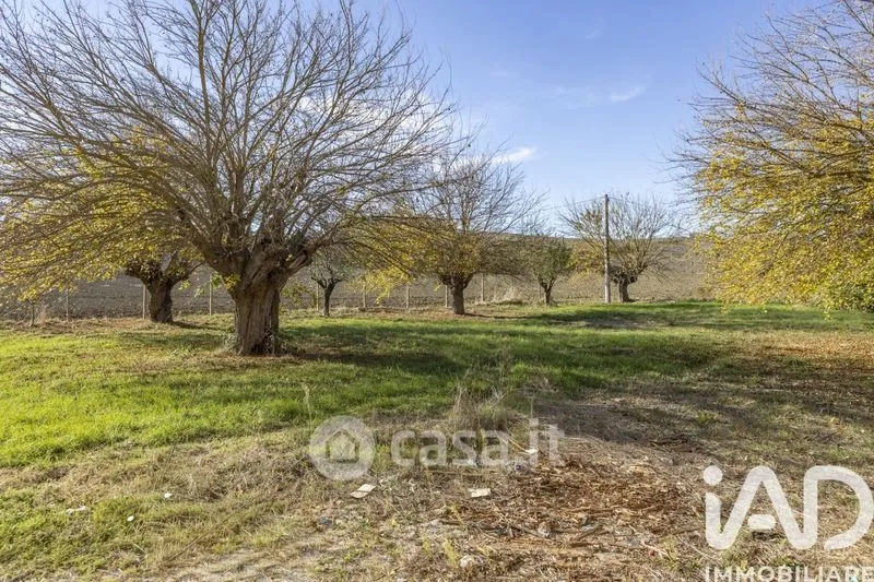 Giardino - Traditional Rustico with Olive Trees in Appignano