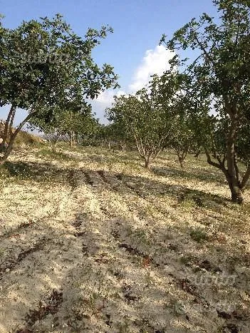 Aed - 7 Ha Agricultural Land with Olive Trees in Panoramic Setting
