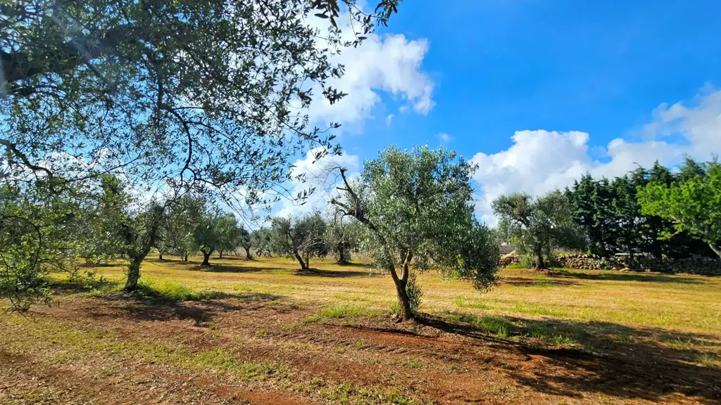 Jardin - Villa with Olive Grove near Carovigno