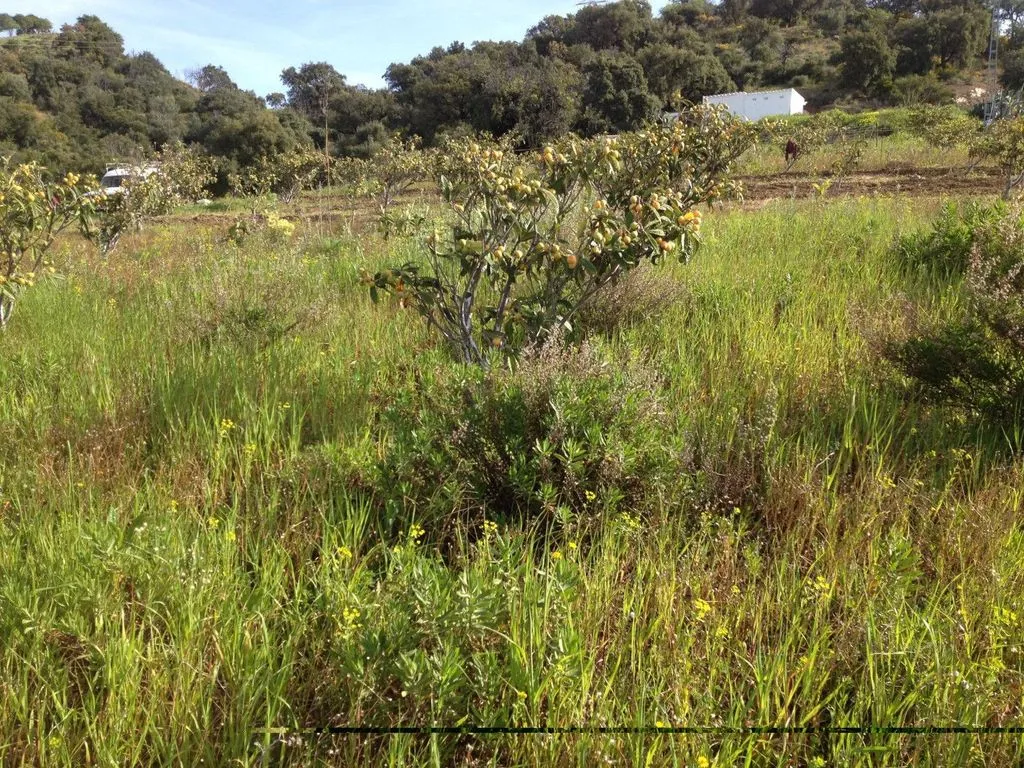 Jardin - Rustic Plot with Fruit Trees in Estepona