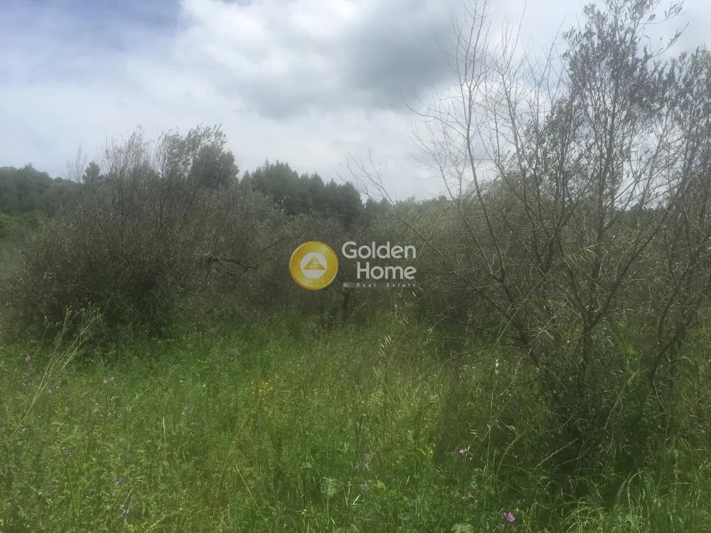 Aed - Agricultural Plot with Olive Trees in Avgoria