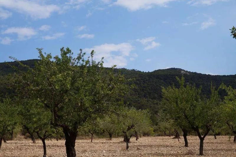 Large Plot in Yecla
