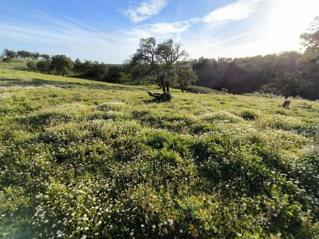 Aed - Luxury Farmhouse with Development Potential in Alentejo
