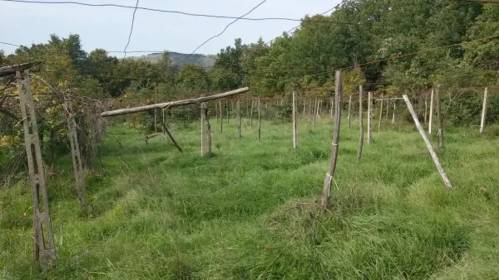 Jardin - Rustic Casale with Olive Grove in Castel Madama