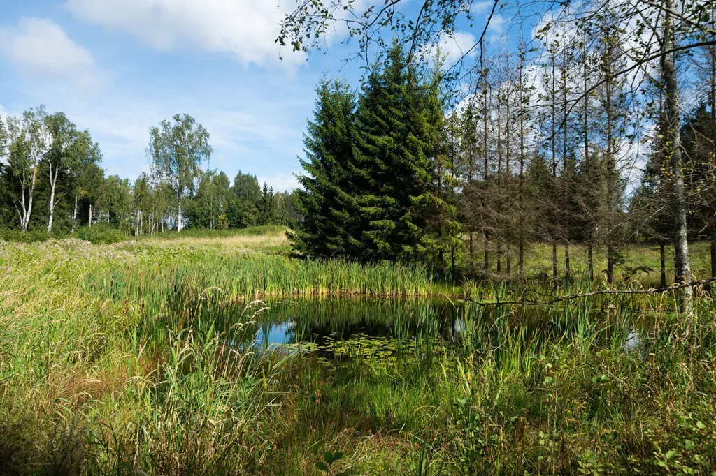 Garden - Building Land with Countryside View in Mäekülä