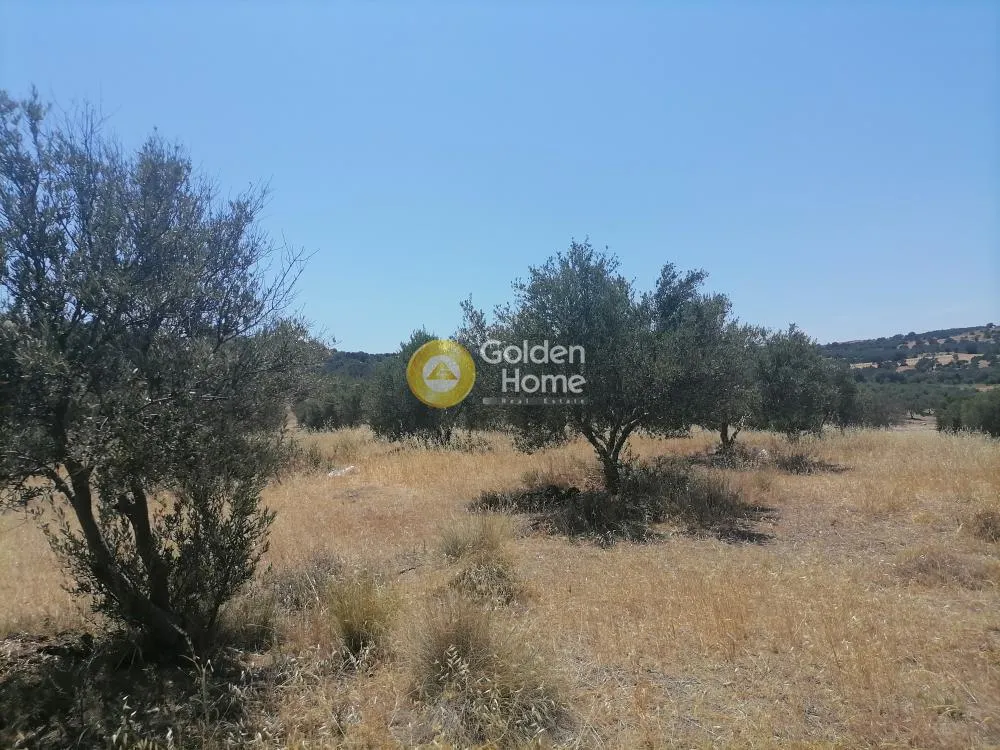 Garden - Buildable Plot with Olive Trees in Phaistos