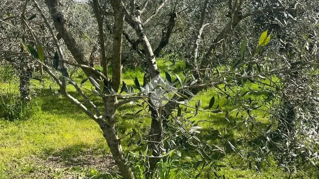 Giardino - Rustic Property with Private Garden in Gallicano Nel Lazio