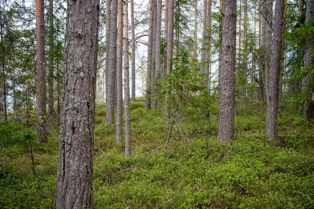 Forest Cottage with Eco Heating in Hälledal