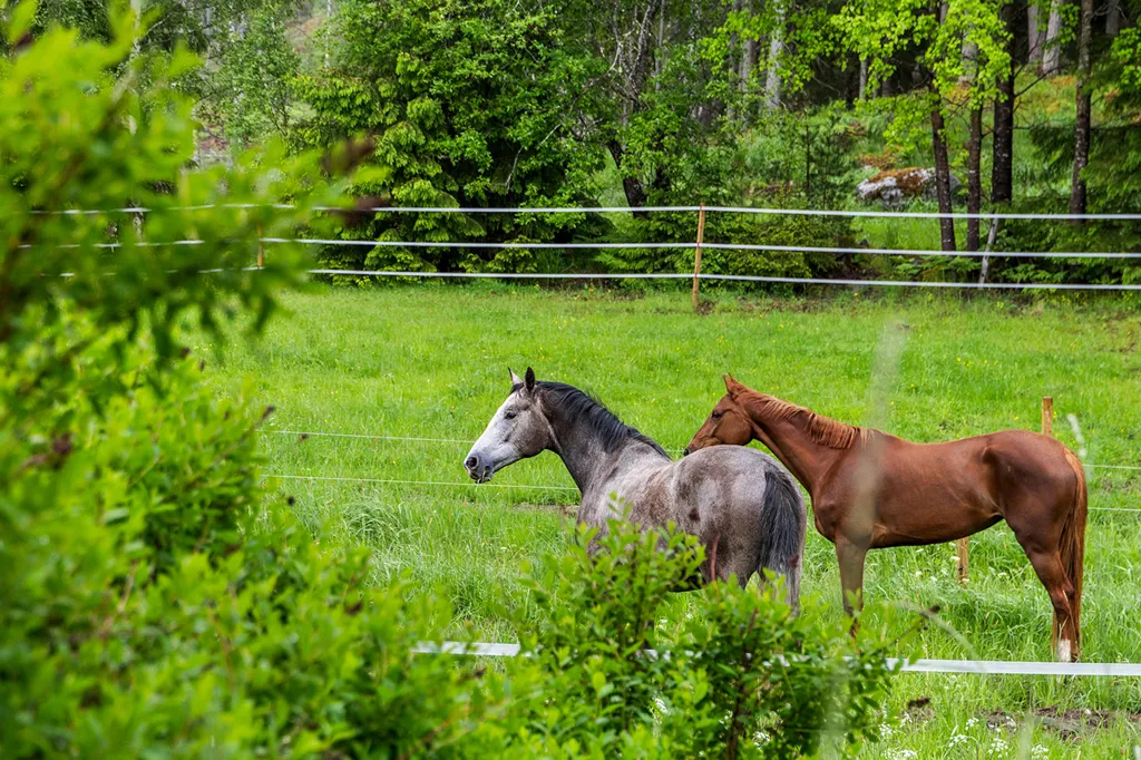 Garden - Complete Horse Farm with Residence in Rural Area