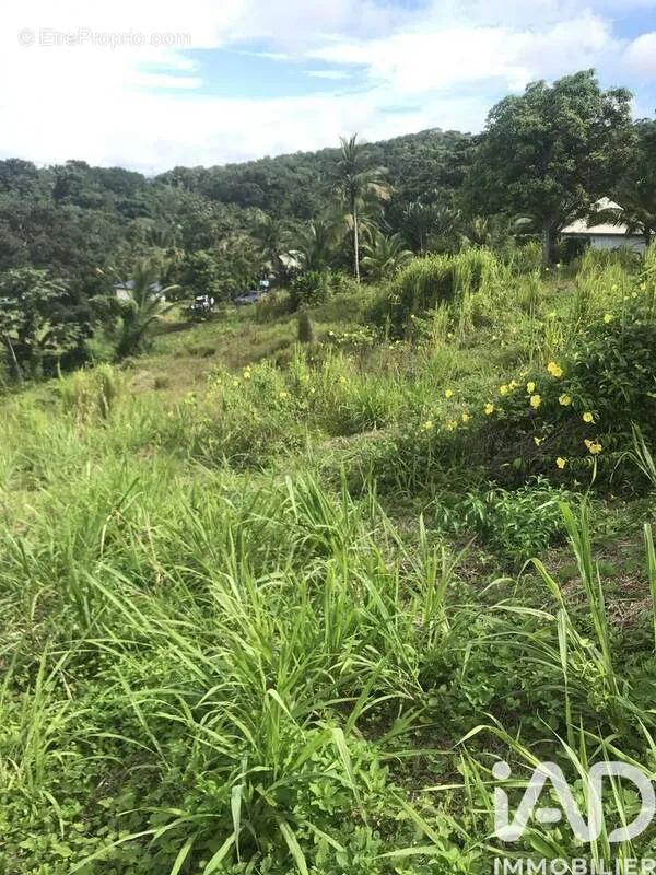Jardin - Terrain avec Vue Mer à Sainte-Rose