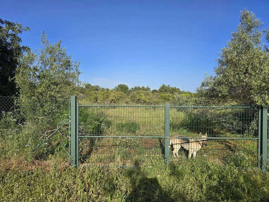 Jardin - Farmhouse with Fruit Trees near Tavira