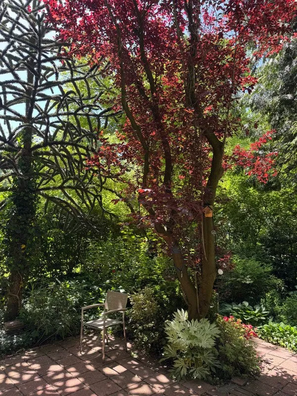 Garden - Apartment with Garden in Amsterdam