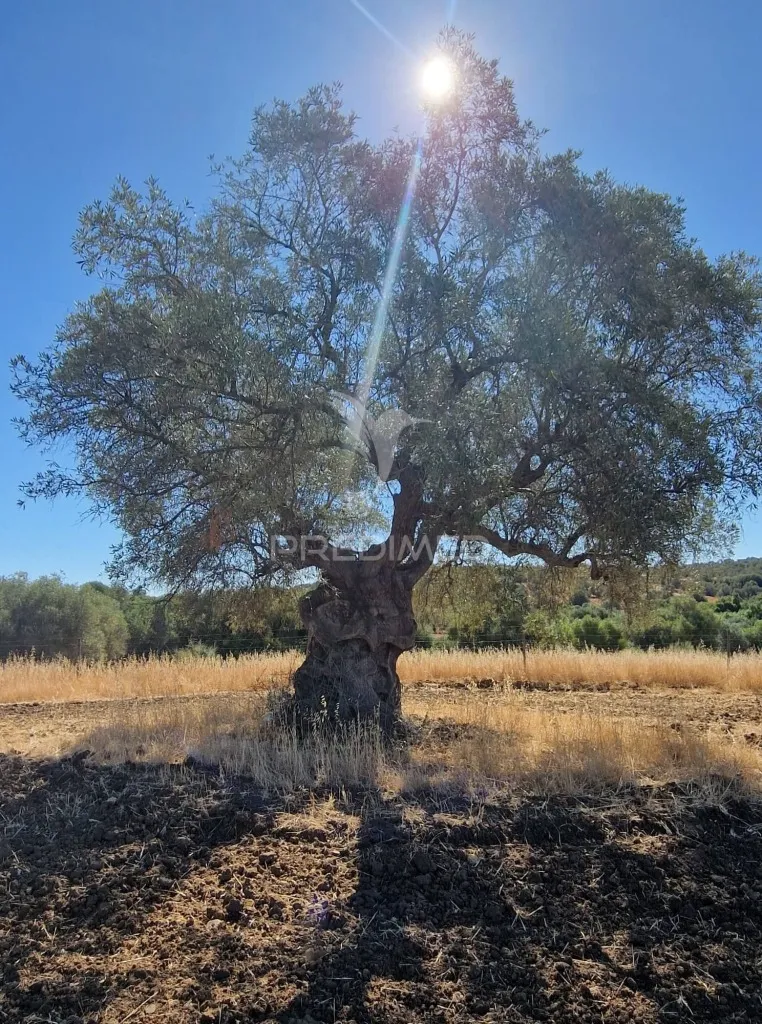 Aed - Rustic Land in Vale dos Picos
