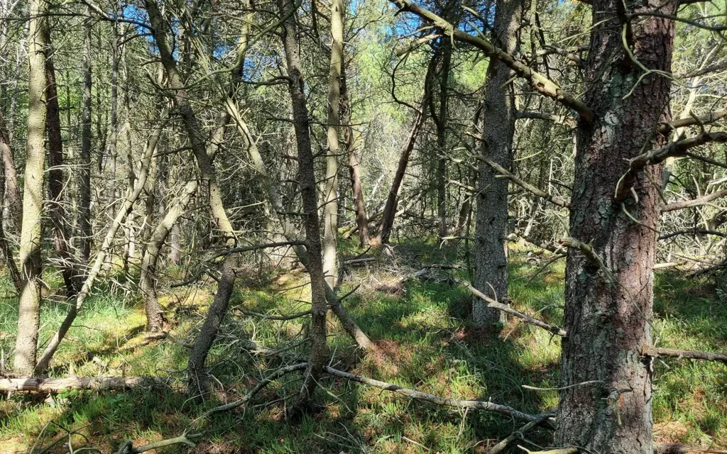 Terrain à Læsø