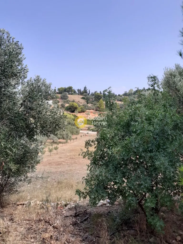 Jardín - Semi-Finished Villa with Garden in Rafina Centre