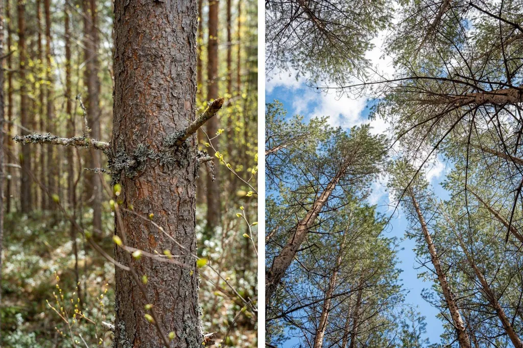 Forest Farm with Timber Rights in Östra Jämtland