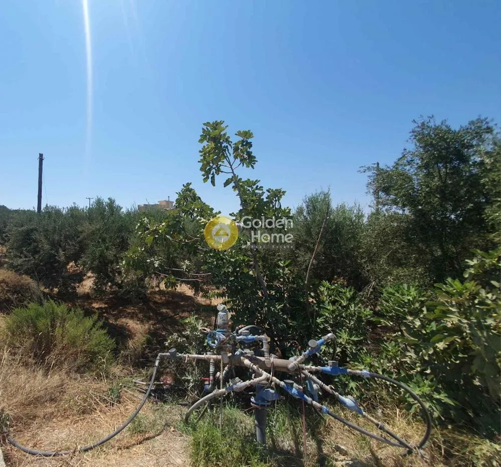 Garden - Olive Grove with 80 Trees in Archanes