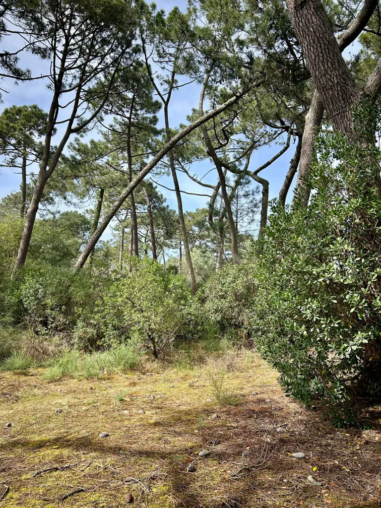 Aed - Constructible Plot with Ocean View on Cap Ferret