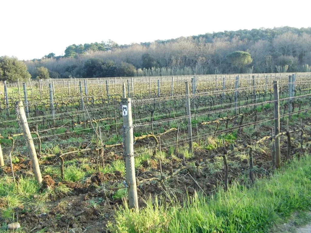 Garden - Vineyard Estate with Olive Grove in Suvereto
