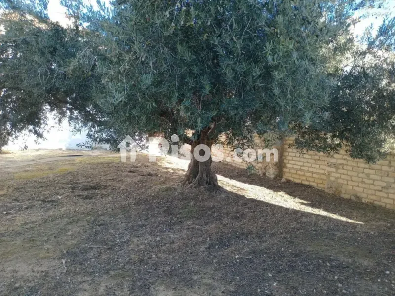 Garden - Rustic House with Garden in La Atalaya