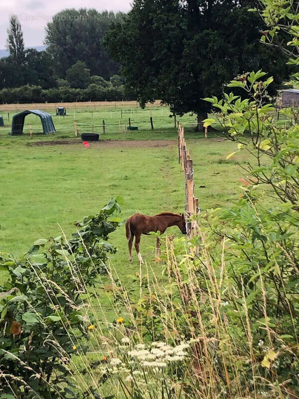 Jardin - Propriété Équestre avec 10 Boxes près du Mêle-sur-Sarthe