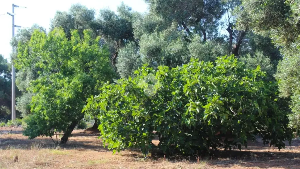 Jardin - Rustic Farmhouse with Pool Potential in Carovigno
