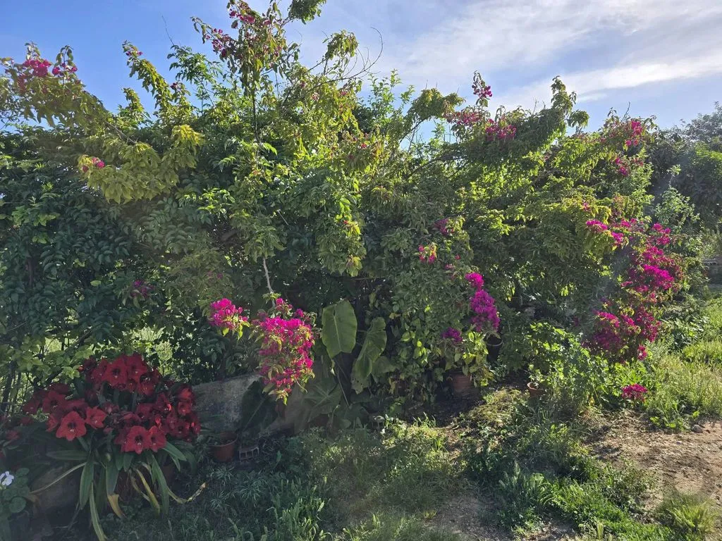 Jardin - Farmhouse with Fruit Trees near Tavira