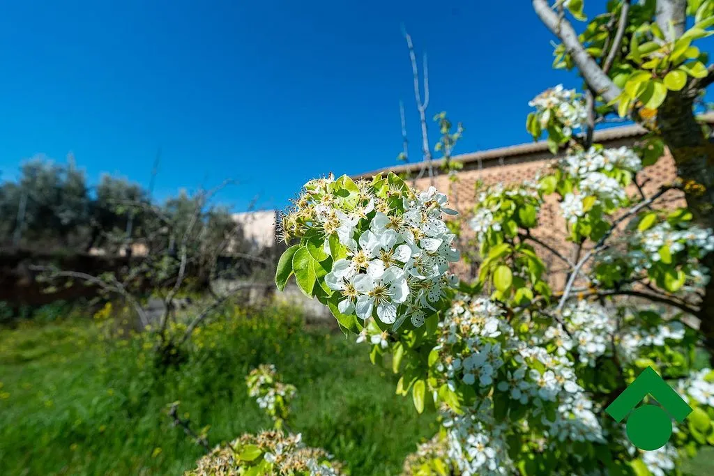 Giardino - Rustic Farmhouse with Terrace in Chauchina