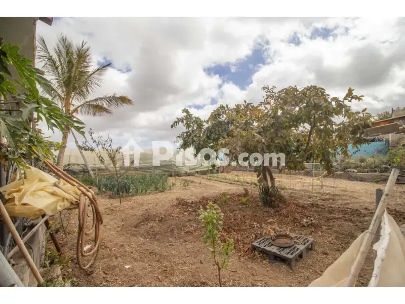 Jardin - House with Vineyard in Granadilla de Abona