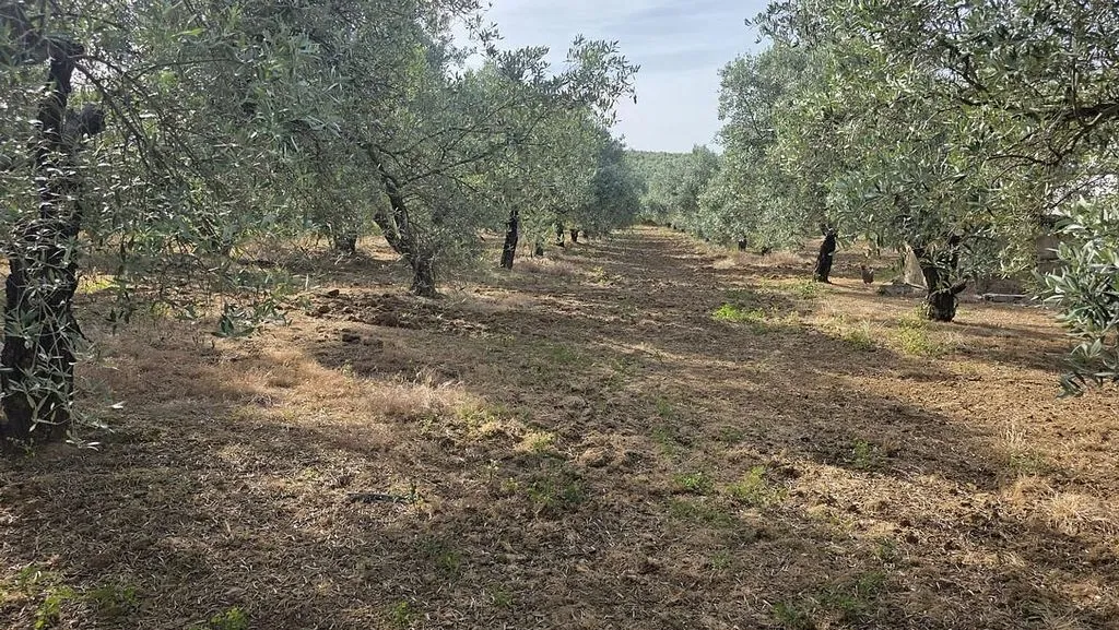 land_plot